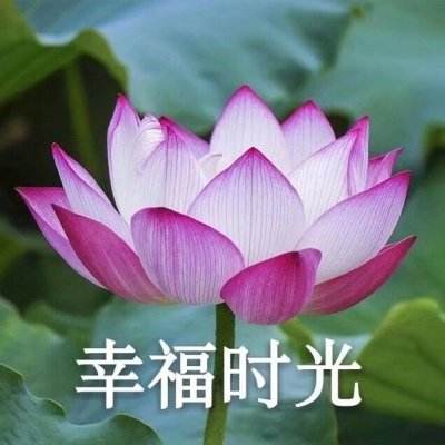极无双内测版下载